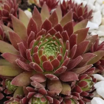 Молодило ЛЮФТШПРУНГ в Осиповичах