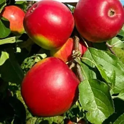 Яблоня РЕДФРИ в Осиповичах