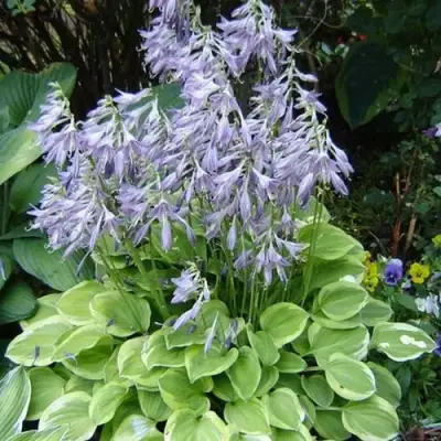 Хоста ГОЛДЕН ТИАРА в Осиповичах