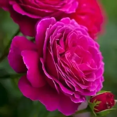 Роза МАЛИНОВЫЙ ЗВОН чайно-гибридная в Осиповичах