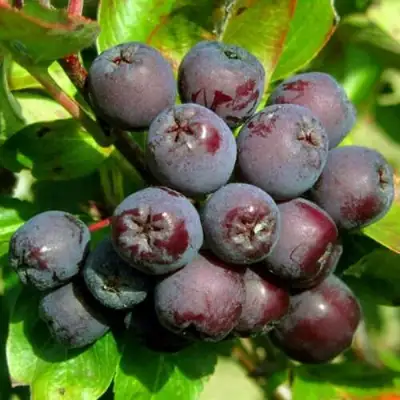 Рябина ЛИКЁРНАЯ сладкоплодная в Осиповичах