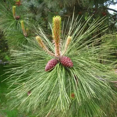 Сосна желтая  в Осиповичах
