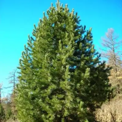 Сосна кедровая сибирская в Осиповичах