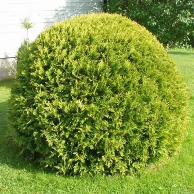 Туя ДАНИКА АУРЕА западная в Осиповичах