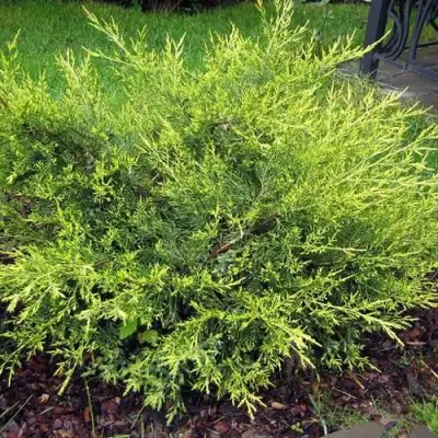 Можжевельник КУРИВАО ГОЛД китайский в Осиповичах