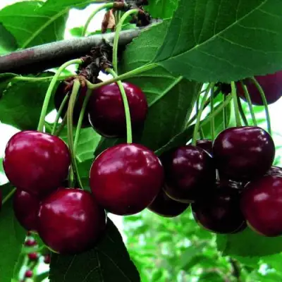 Дюк ЖИВИЦА (ЧЕРЕВИШНЯ) в Осиповичах