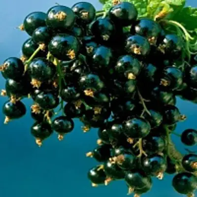 Смородина чёрная ИЗЮМНАЯ в Осиповичах