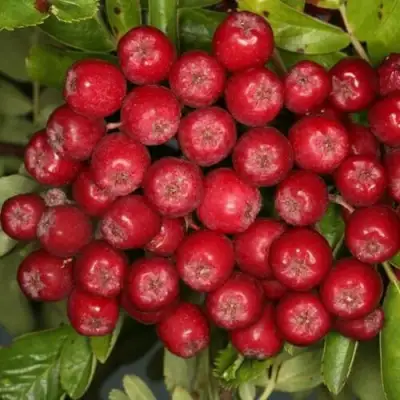 Рябина РУБИНОВАЯ сладкоплодная в Осиповичах