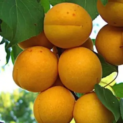 Абрикос ОНТАРИО в Осиповичах