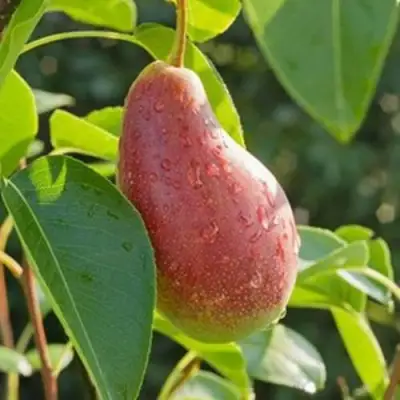 Груша ЯКОВЛЕВСКАЯ в Осиповичах