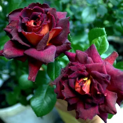 Роза ЭДДИ МИТЧЕЛЛ чайно-гибридная в Осиповичах