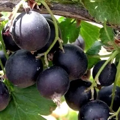 ЙОШТА в Осиповичах