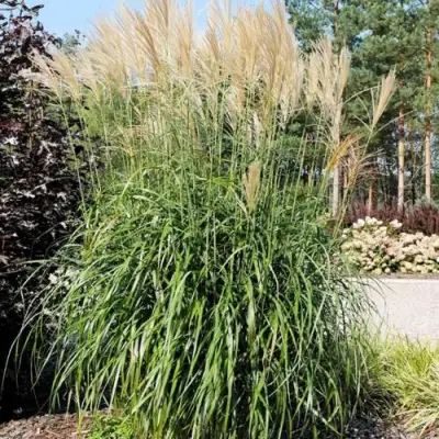 Мискантус ВАНИЛЛА СКАЙ китайский в Осиповичах