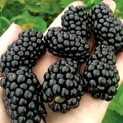 Ежевика ПРАЙМ АРК ФРИДОМ ремонтантная  в Осиповичах