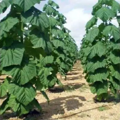 Павловния ПАО ТОГН Z07 в Осиповичах