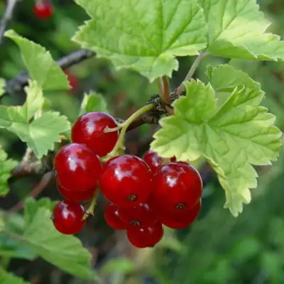 Смородина альпийская ШМИДТ в Осиповичах