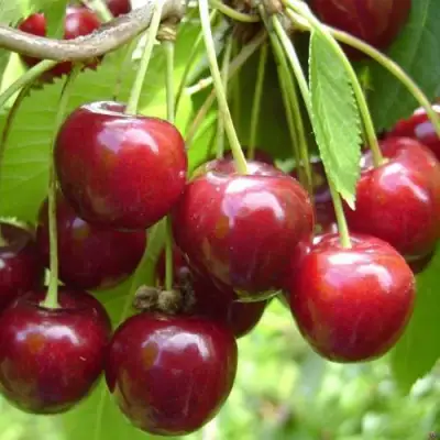 Черешня СИНЯВСКАЯ в Осиповичах