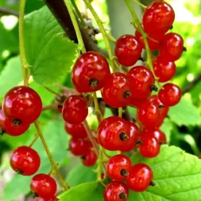 Смородина красная КОРАЛЛОВАЯ в Осиповичах