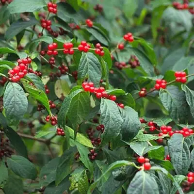 Жимолость МААКА в Осиповичах