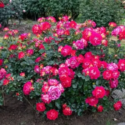 Роза БРЕРА флорибунда в Осиповичах