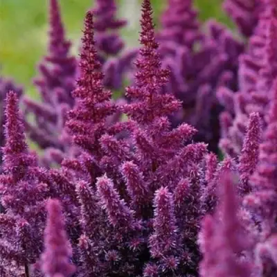 Астильба ПЕПЛ РЕЙН гибридная в Осиповичах