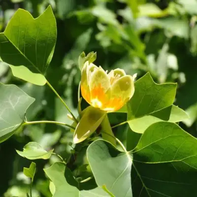 ЛИРИОДЕНДРОН тюльпанный в Осиповичах