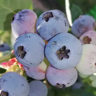 Голубика ХАРРИСОН в Осиповичах