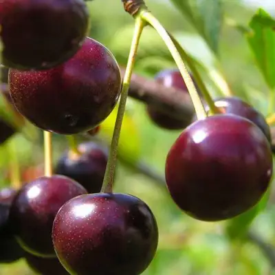 Вишня ЛИВЕНСКАЯ в Осиповичах