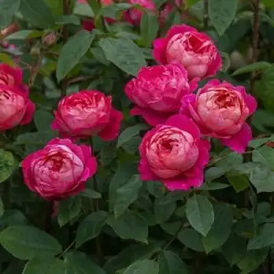 Роза БЕНДЖАМИН БРИТТЕН шраб в Осиповичах