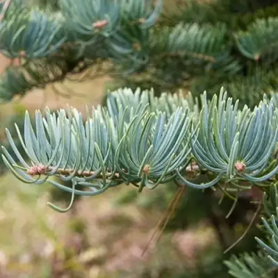 Пихта КОНКОЛОР в Осиповичах