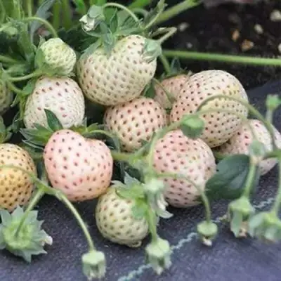 Клубника АНАНАСА ремонтантная в Осиповичах