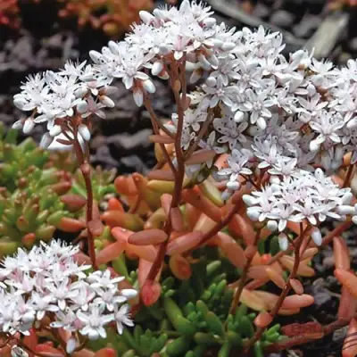 Очиток (седум) КОРАЛ КАРПЕТ белый в Осиповичах