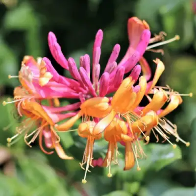 Жимолость ГЕКРОТА в Осиповичах