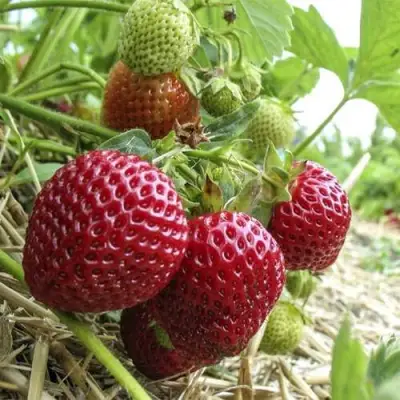 Клубника ЗЕНГА-ЗЕНГАНА в Осиповичах