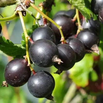 Йошта ДЖОСТАБЕРРИ в Осиповичах