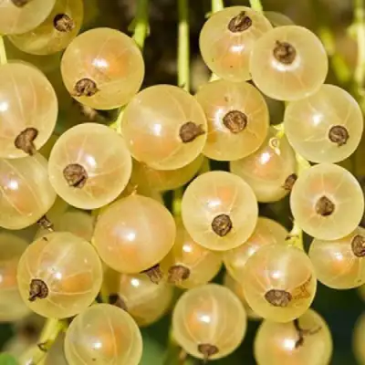 Смородина белая СМОЛЬЯНИНОВСКАЯ в Осиповичах