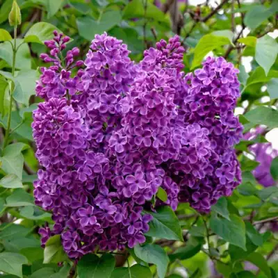 Сирень СУМЕРКИ в Осиповичах