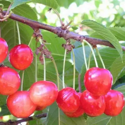 Черешня НАСЛАЖДЕНИЕ в Осиповичах