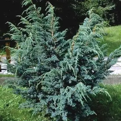 Можжевельник БЛЮ АЛЬПС китайский  в Осиповичах