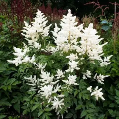 Астильба ДОЙЧЛАНД японская в Осиповичах
