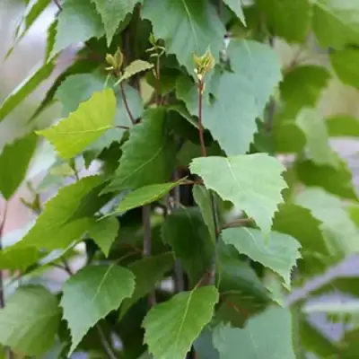 Береза ФАСТИГИАТА повислая  в Осиповичах