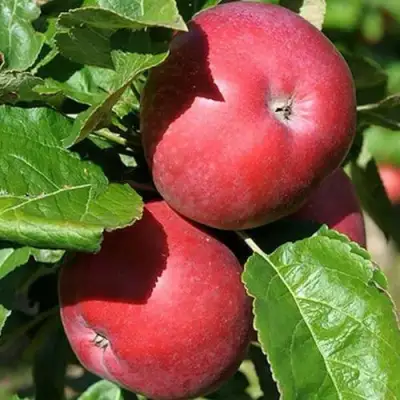 Яблоня СОЗВЕЗДИЕ колонновидная в Осиповичах