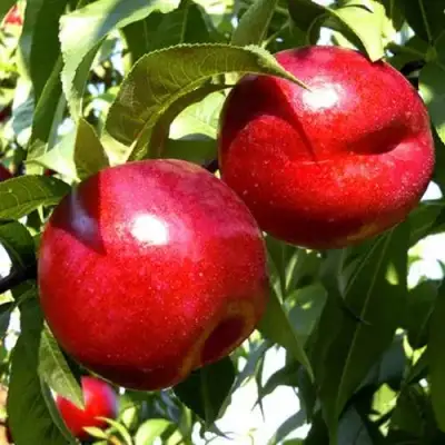 Нектарин ХАРКО в Осиповичах