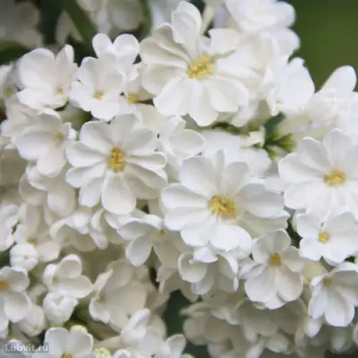 Сирень РОЧЕСТЕР в Осиповичах