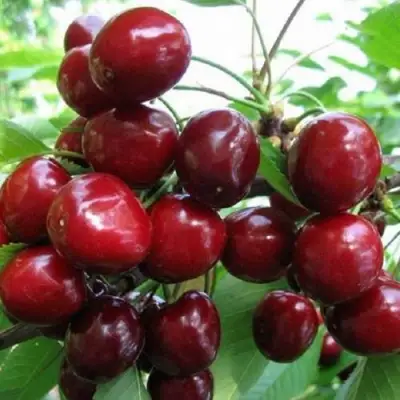 Черешня ГРОНКАВАЯ в Осиповичах