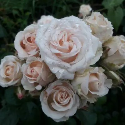 Роза ЯНА спрей в Осиповичах