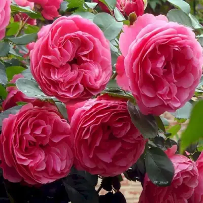 Роза ЛЕОНАРДО ДА ВИНЧИ флорибунда в Осиповичах