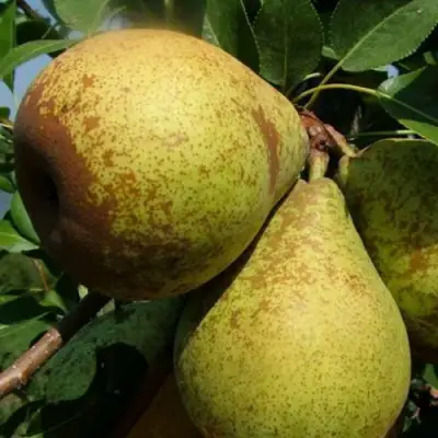 Груша ГЕНЕРАЛ ЛЕКЛЕРК в Осиповичах