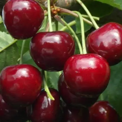 Черешня ГРОНКАВАЯ в Осиповичах