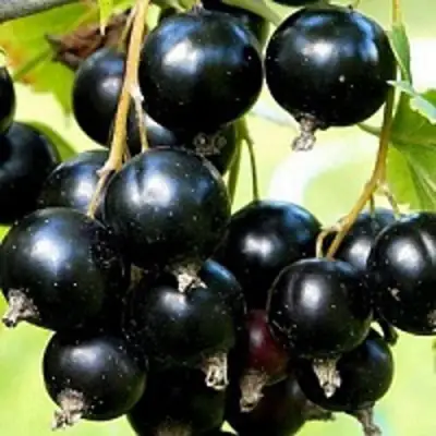 Смородина чёрная СОКРОВИЩЕ в Осиповичах